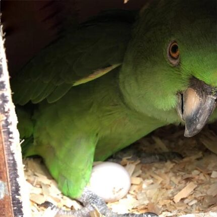 amazon parrot eggs for sale