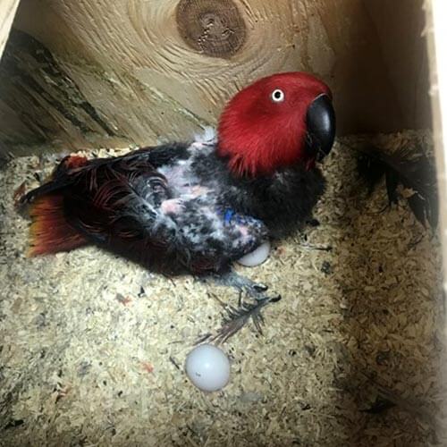 Eclectus parrot eggs for sale