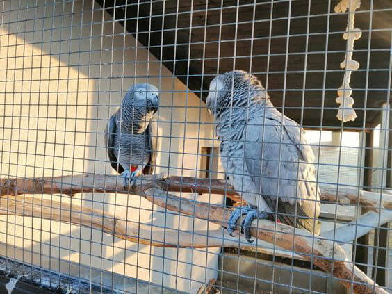 african grey parrots eggs for sale