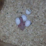 amazon parrot hatching eggs for sale