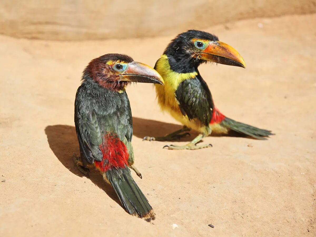 baby toucans for sale