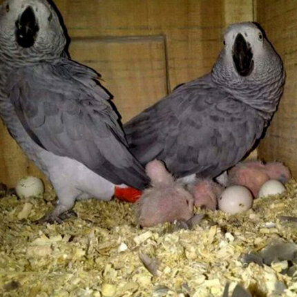 african grey parrot eggs