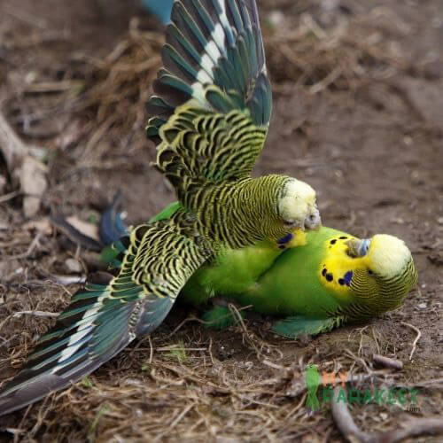 buy fertile parakeet eggs