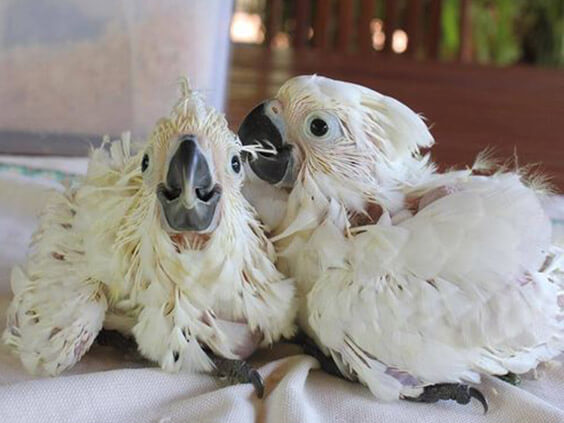 cockatoo eggs for sale california