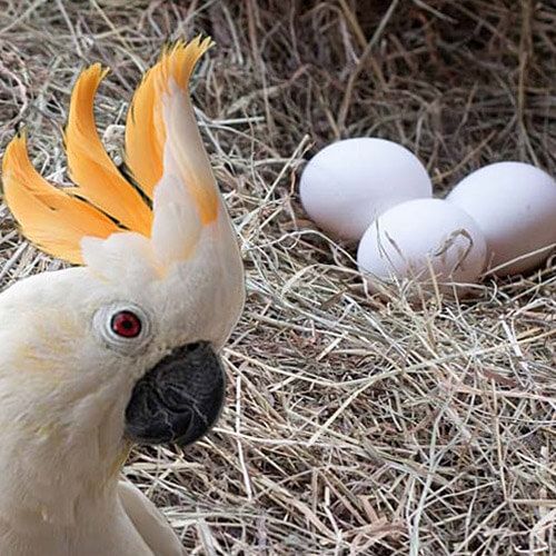 cockatoo eggs for sale usa