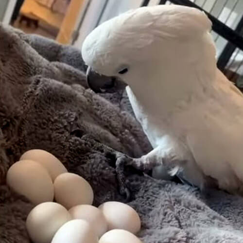 cockatoo eggs for sale