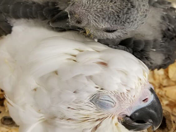 umbrella cockatoo eggs