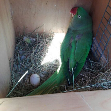 Eclectus parrot eggs