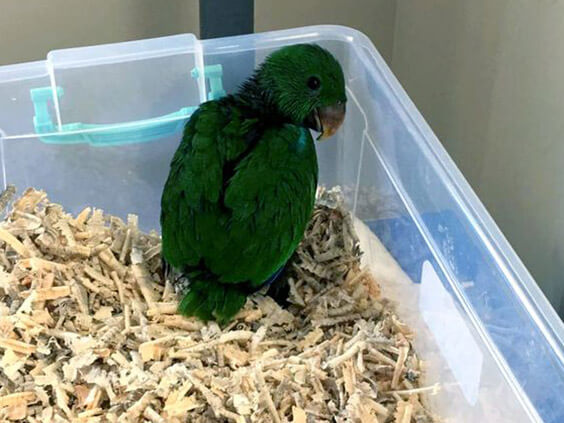 eclectus parrot fertalizing eggs