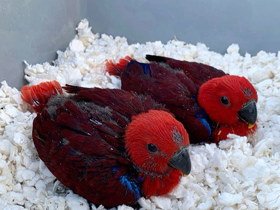 eclectus-parrot