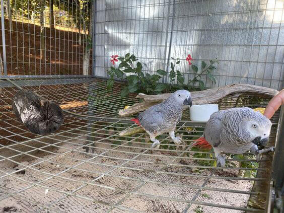 african grey parrot eggs for sale