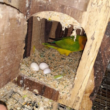 fertile lovebird eggs