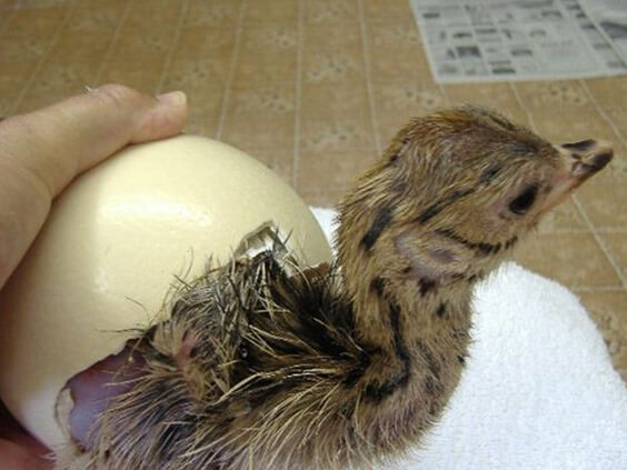 fertile ostrich eggs for sale