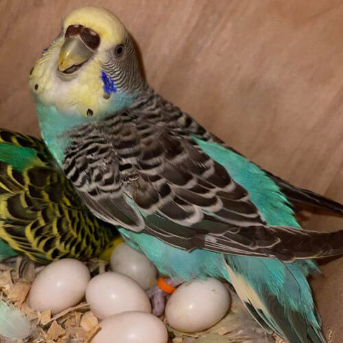 Exciting Fertile Parakeet Eggs for Sale - Grab Yours Today!