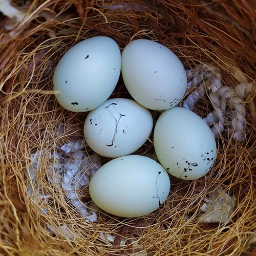 Fertile Toucan Eggs for Sale