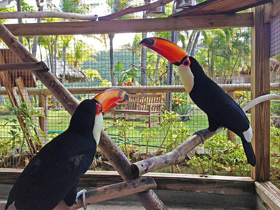 fertilized toucan eggs for sale