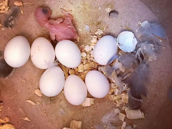 hatching a parrot,