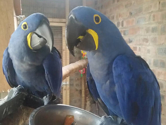 hyacinth macaw eggs for sale