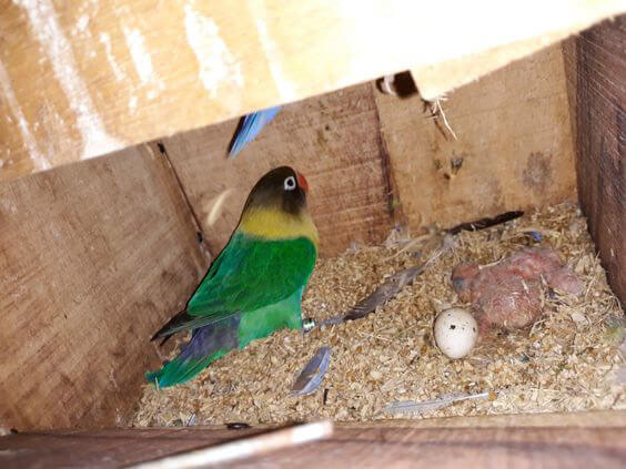 lovebird eggs