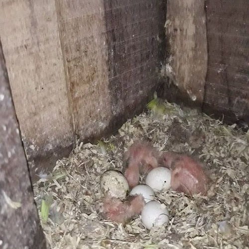 lovebird fertile eggs