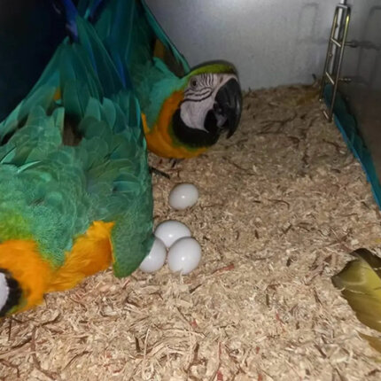 macaw fertile eggs for sale