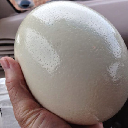 ostrich egg for sale