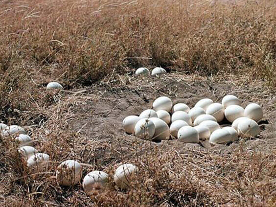 ostrich eggs for sale