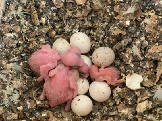 when do eclectus parrots lay eggs