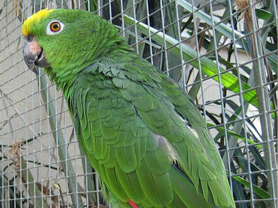 what age do amazon parrots lay eggs