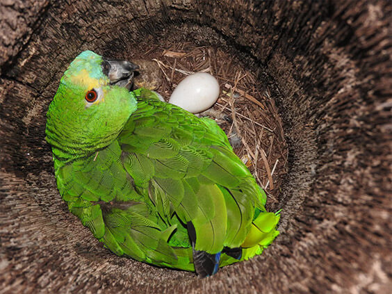 amazon parrot eggs for sale near me