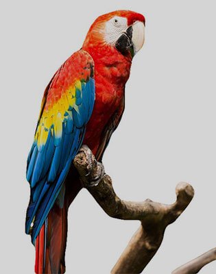 Macaw-Parrots-available